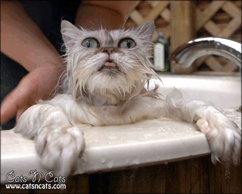 Funny Images Of Wet Cats Picture Gallery