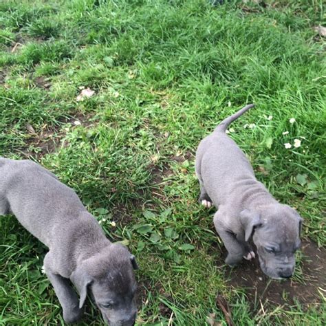 Introducing the rice ranch great dane puppies. Great Dane Puppies For Sale | Pittsburgh, PA #102579