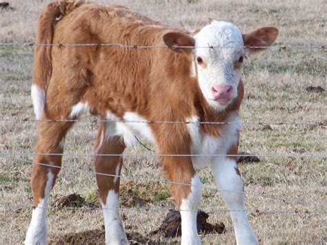 Baby Calf Calves I Want A Baby Cute Babies