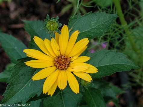 False Sunflower Vascular Plants Of Lost Cove Farm · Inaturalist