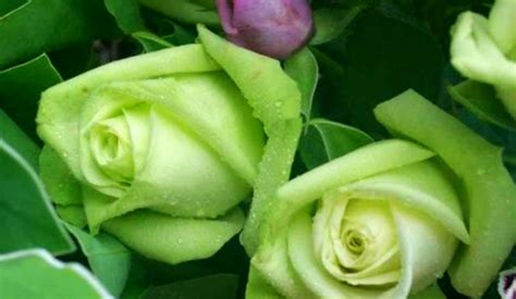 Enjoy lovely rose flowers collection. Green roses.PNG Hi-Res 720p HD