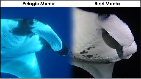 All About The Mysterious Giant Manta Ray Manta Ray Advocates Hawaii