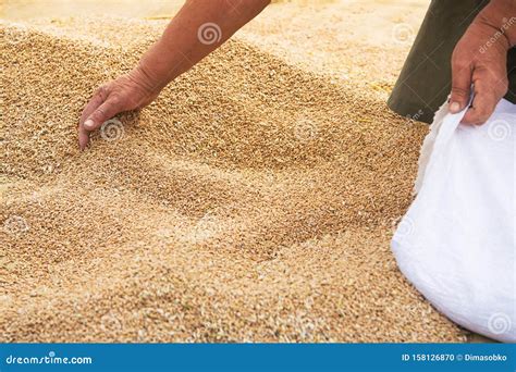 Farmers Manually Clean The Harvested Grain Stock Photo Image Of