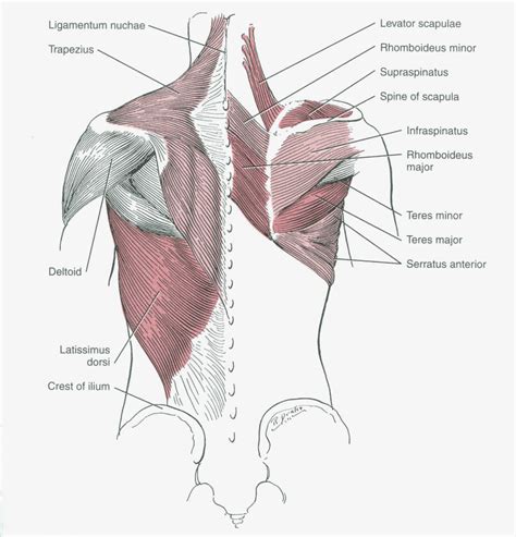 By the way, have you heard about the myth of. Scapula- Friend or Enemy of the Bench- Juggernaut Training ...