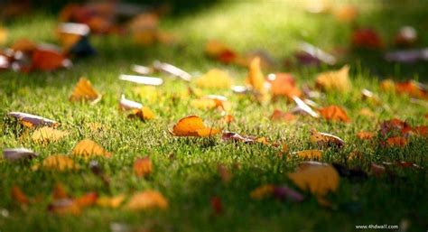 45 Hd Beautiful Wallpapersbackgrounds For Free Download Fall Lawn
