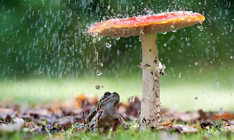 1920x1080px 1080p Free Download Rain Mushrooms And Frog Rain