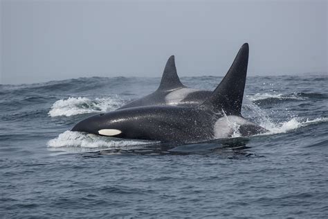 California Transient Orcas — Biggs Transient Killer Whales By Tory