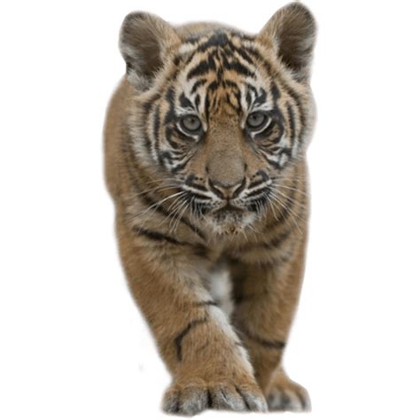 Download High Quality Tiger Clipart Real Transparent Png Images Art