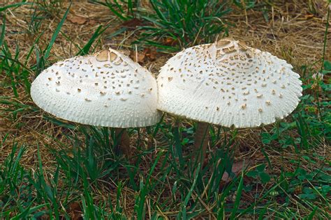 5 Poisonous Mushrooms To Avoid Outdoor Life