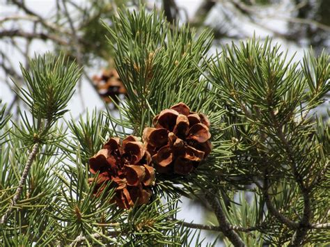 Cardanomnom Pinyon Pine Nut Harvest Is Now