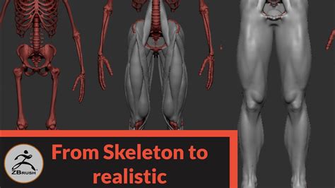 Sculpting A Realistic Human In Zbrush Part 2 Legs Anatomy