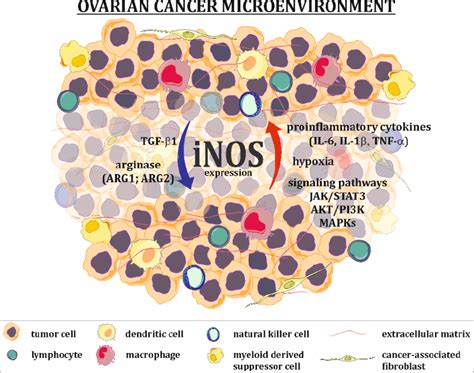 Regulation Of Inos Expression In Ovarian Cancer Microenvironment