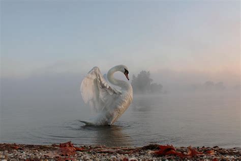 Animals Nature Swans Lake Water Mist Birds Wallpapers Hd