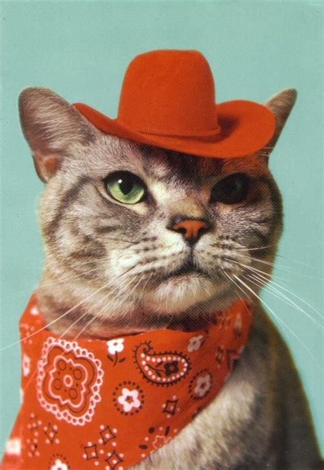 Image Result For Cat Cowboy Hats With Images Cat Clothes Pet Day