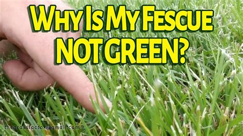 Why Is My Tall Fescue Not Green The Grass Factor In 2020 Tall