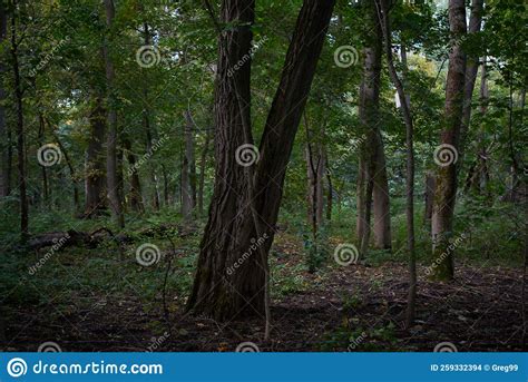 Mysterious Autumn Forest Stock Photo Image Of Panoramic 259332394