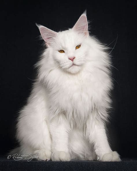 Mythical Beasts Photographer Captures The Majestic Beauty Of Maine Coons