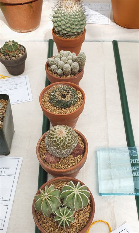 The vertical levers are retained, but the spout by nature of. 2019 - Show and Sale - Henry Shaw Cactus and Succulent Society