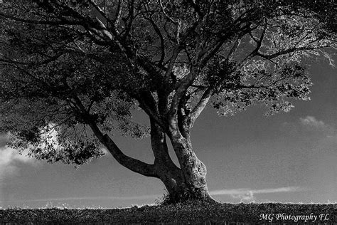The Lone Tree Black And White Photograph By Marty Gayler