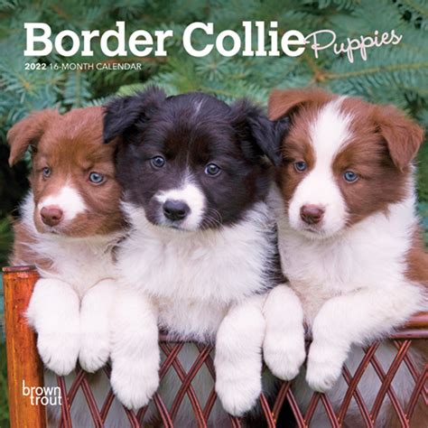 Border Collie Puppies 2022 Mini Wall Calendar Dogdays 2023 Calendar