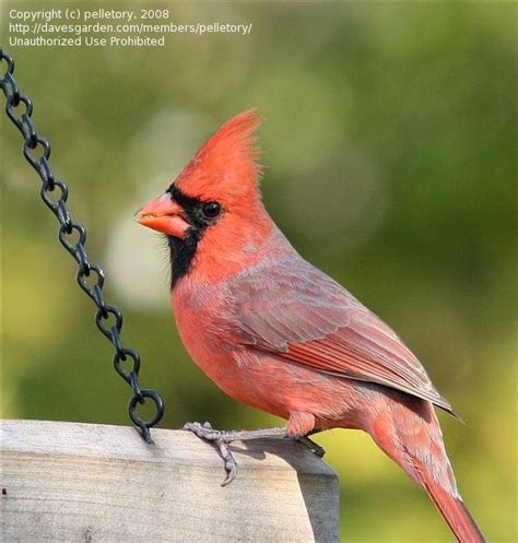 Bird Pictures Northern Cardinal Cardinalis Cardinalis By Ericbrian