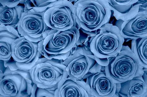 Beautiful Background Of Blue Roses High Quality Nature Stock Photos