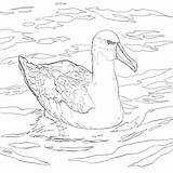Coloring Albatross Bird Water Coloringbay sketch template