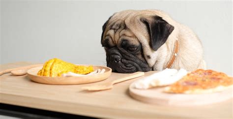 How To Choose The Best Dog Food For Pugs Dogexpress
