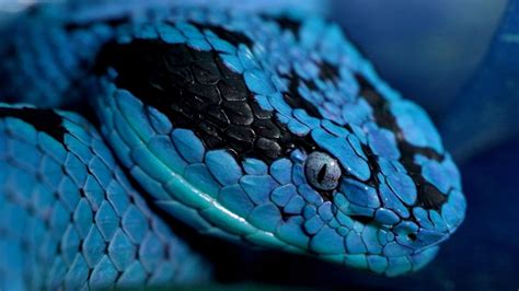 Less wow look at this gif more, this gif would make an excellent wallpaper. submitting: Viper Snake Wallpaper (70+ images)