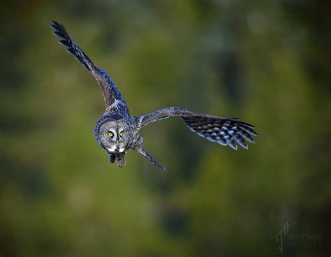 Grey Ghost Of The North More Great Grey Owls In Pictures Bird Canada