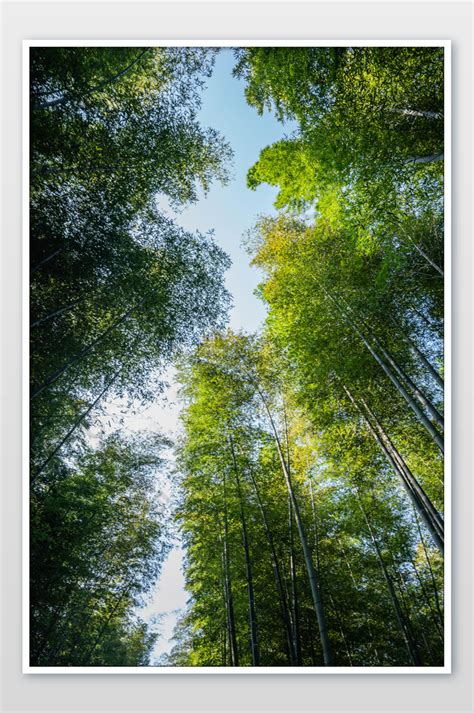Nanshan Bamboo Sea Forest  Photo Free Download Pikbest