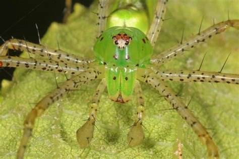 8 Intriguing Green Lynx Spider Facts