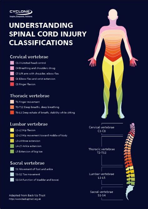 Understanding Spinal Cord Injury Sci Classifications Cyclone Mobility