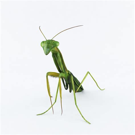 3d Model Mantis Cgtrader
