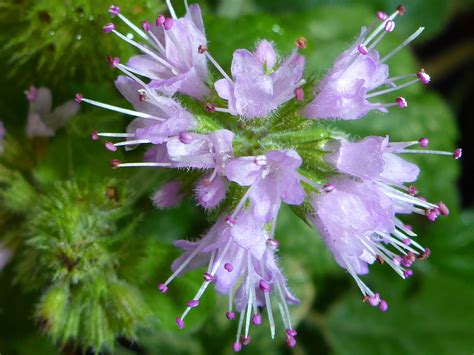 Photographs Of Mentha Aquatica Uk Wildflowers Pale Purple Flowers