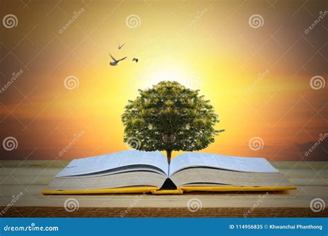 Concepto De La Sabiduría De La Educación Y Del Conocimiento árbol Que