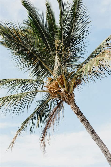 Best 500 Coconut Tree Pictures Hd Download Free Images On Unsplash