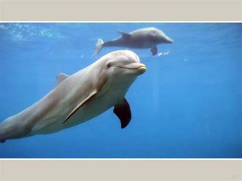 ~♥ Dolphins ♥ ~ Dolphins Wallpaper 10346223 Fanpop