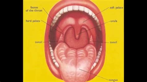 Lewis failed to follow up his discovery of mineral therein with any effort whatever towards completing the statutory location of a mining claim. What are Tonsils and Adenoids (Sore throat pain) in ...