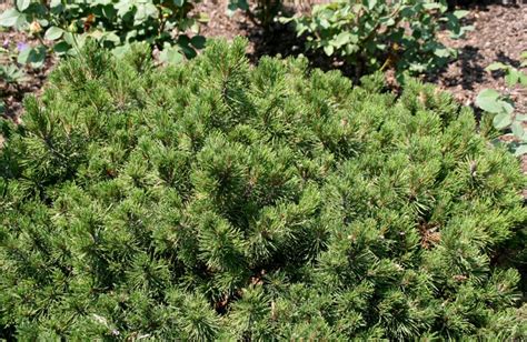 Pinus Mugo Slowmound Pépinière Cramer Inc