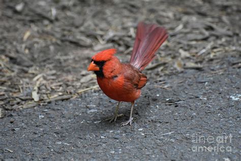 Cardinal Bird With His Tail Feathers Fanned Photograph By Dejavu