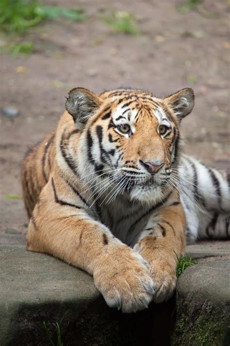 Siberian Tiger Panthera Tigris Altaica Stock Image Image Of Close