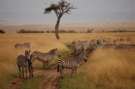 Maasai Mara National Reserve Kenya Teachandlearn Flickr