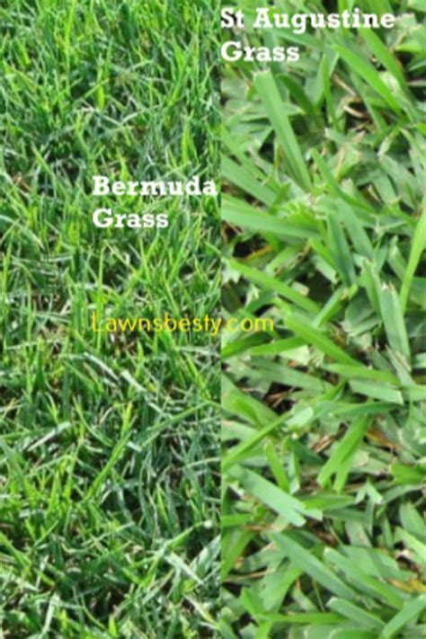 Bermuda Vs St Augustine Grass In 2022 St Augustine Grass Bermuda