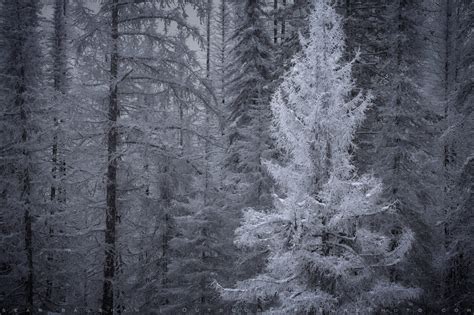 Frost Forest Stock Image Washington Sean Bagshaw Outdoor Exposure