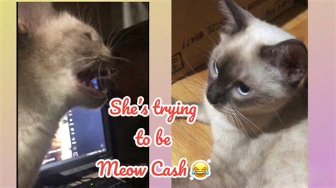 Cash Ph Version 🤣 Meowing Cash Wow Wowcat Funnycontent Cutecat