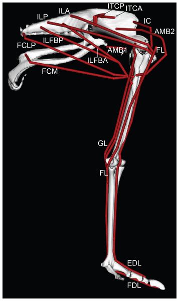 Both legs should be checked, although tendinitis usually only occurs in one leg. Musculoskeletal modelling of an ostrich (Struthio camelus) pelvic limb: influence of limb ...