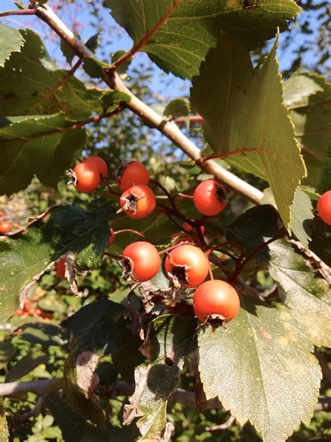 Последние твиты от hawthorn fc (@hawthornfc). Plant of The Month: Hawthorn - Philadelphia Orchard Project
