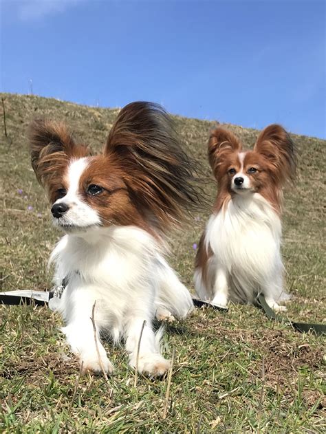 Papillon Dog Information Center Breed Traits And Care Guide Artofit