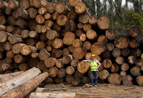 Heres Why You Should Choose Sustainably Sourced Timber